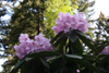 pingianum 76-328 -3